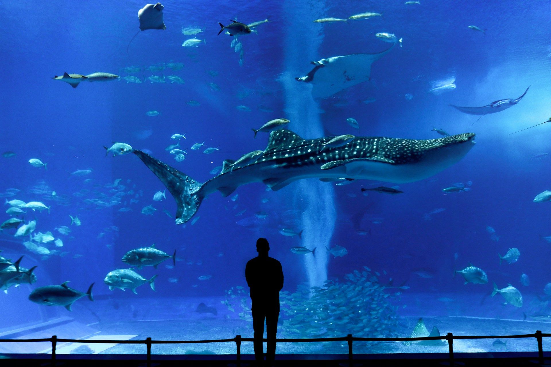 Churaumi Aquarium